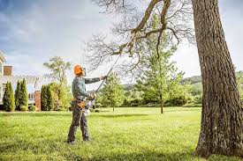 Tree and Shrub Care in Colleyville, TX